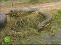 extracto de documental de 48 minutos sobre el comprtamiento y el h�bitat de la boa anaconda curiy�
