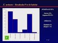 extracto de documental de 48 minutos sobre el comprtamiento y el h�bitat de la boa anaconda curiy�