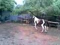 potrillos en el rancho potrillos en el rancho