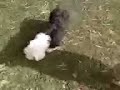 PULGAS EN EL AGUA