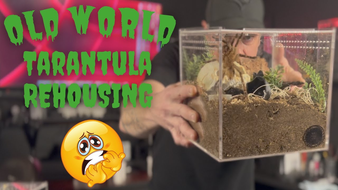 OLD WORLD Tarantula - REHOUSING MULTIPLE NEW TARANTULAS!!