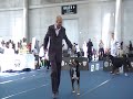 Click here to watch this video World Dog Show 2012 Austria Champion Class Female Princess Leia from Swiss Star