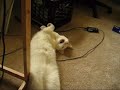 Talking Chattering Cat! And still Jupiter gets even funnier!