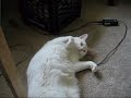 Talking Chattering Cat! And still Jupiter gets even funnier!