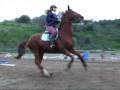 videos de Out Take Video - Horse Jumping at our Stables