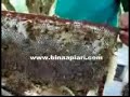 Peternakan Lebah Madu bina Apiari