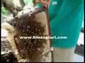 Peternakan Lebah Madu bina Apiari