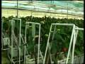 Alternatives au Bromure de Methyl1 Alternatives au Bromure de Methyl1