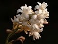 THE BEAUTIFUL TUBEROSE- SIDDHARTH SINGH THE BEAUTIFUL TUBEROSE- SIDDHARTH SINGH