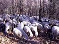 Gregge di pecore al Santuario della Madonna del Bosco