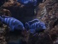 Pseudotropheus demasoni Lake Malawi mbuna tank