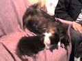 pele de perros y gatos