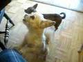 dogs love chinese food too!