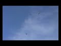 Two AutoCopter Express autonomous helicopters in the air