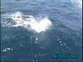 Marlin release El Salvador fishing onboard Sandy-ita