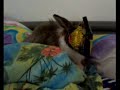 Kaninchen beim Schokoladenaschen
