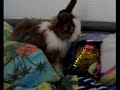 Kaninchen beim Schokoladenaschen