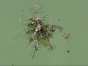 Combate ao Aedes Aegyptis