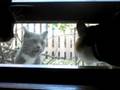 3 cats fighting