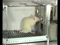 http://www.simplypsychology.pwp.blueyonder.co.uk/operant-conditioning.html
video of a typical skinner box experiment illustrating the process of operant conditioning.