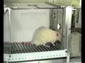 http://www.simplypsychology.pwp.blueyonder.co.uk/operant-conditioning.html
video of a typical skinner box experiment illustrating the process of operant conditioning.