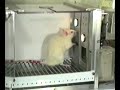http://www.simplypsychology.pwp.blueyonder.co.uk/operant-conditioning.html
video of a typical skinner box experiment illustrating the process of operant conditioning.