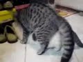 women   boy having sex~cat
