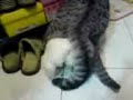 women   boy having sex~cat