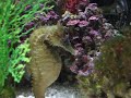 Houston Zoo Sea Horses