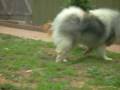 Boodjie playing.AVI