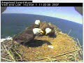 Defending the West End Nest - Attack of the Ravens