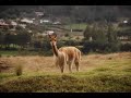 la pampa y la puna dolores estela goicochea guillermo bazán
