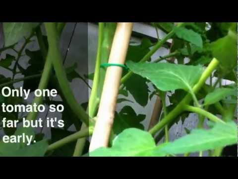 how to grow over 6 feet tall