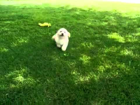 Louie...Adorable PoohChonBichPoo