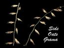 Grasses of the Chicago Region