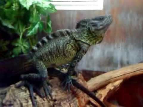 Prehistoric Dragon