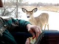 un chevreuil qui mange dans ma main