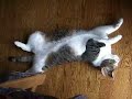 猫動画