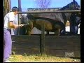 horse kicks man