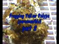 Fragging Yellow Polyps pt.2