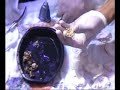 Fragging Yellow Polyps pt.2 Fragging Yellow Polyps pt.2