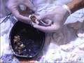 Fragging Yellow Polyps pt.2