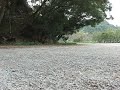 富豪FM12 試車 1