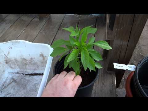 how to transplant pepper plants