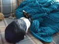 Dutch bunny attacks.
