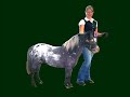 falabella stallion limelights indian summer