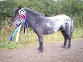 falabella stallion limelights indian summer