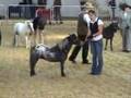 Falabella Stallion Limelights Indian Summer