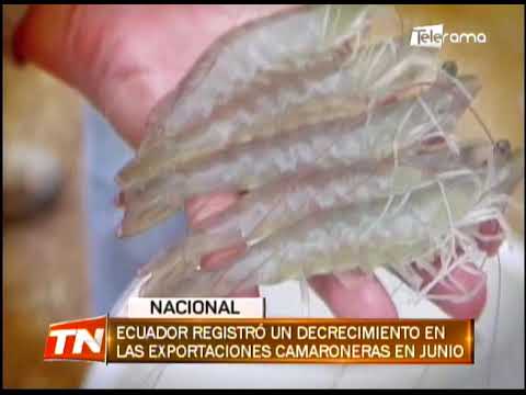 Ecuador registró un decrecimiento en las exportaciones camaroneras en junio