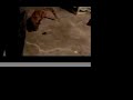 Cat gets smacked by mouse